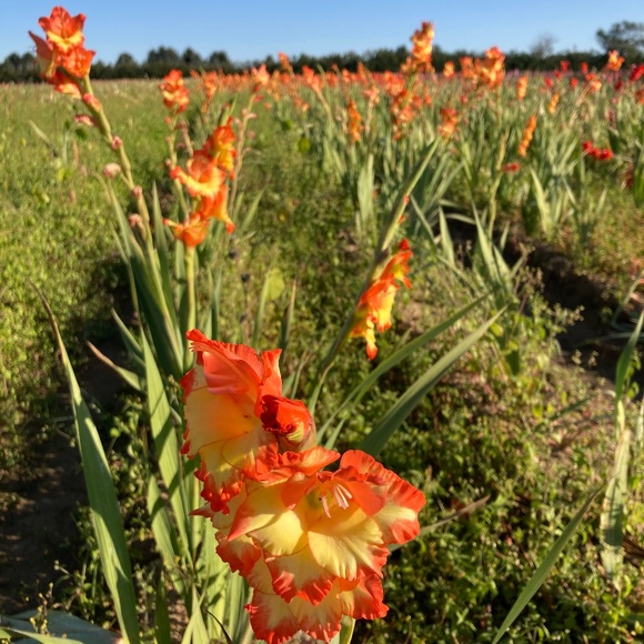 Meet your Posher, Becky - Picture 1 of 1